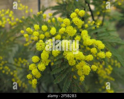Dans la langue des fleurs, Mimosa représente la modestie et la sensibilité, avec sa délicate, douce, jaune pompon fleur de printemps. Banque D'Images