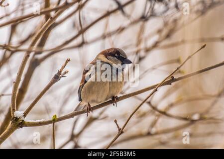 Oiseau d'arrow assis sur la branche d'arbre. Le moineau solitaire se trouve sur une branche dans la nature bleue et regarde l'espace. Banque D'Images