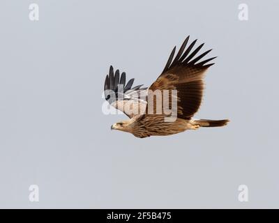 Aigle impérial - en vol Aquila heliaca Rajasthan, Inde BI031956 Banque D'Images