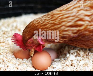 poules avec oeufs Banque D'Images