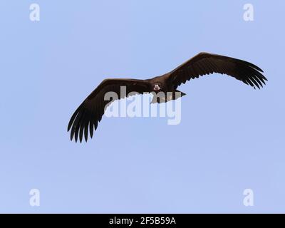 Vulture de Cinereous - en vol Aegypius monachus Rajasthan, Inde BI031988 Banque D'Images