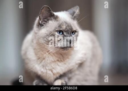 Chat gris plus ancien avec yeux bleu perçant, détail gros plan Banque D'Images