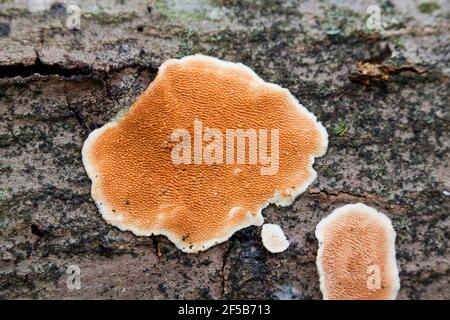 Steccherinum champignon denté sur l'écorce des arbres - Etats-Unis Banque D'Images