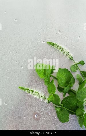 Branches de menthe en fleurs dans des gouttes sur un fond gris en métal, vue du dessus et espace de copie. Banque D'Images