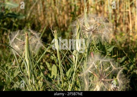 Graines sèches de saussification des prairies (Tragopogon pratensis) Banque D'Images