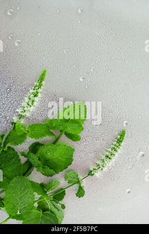 Branches de menthe en fleurs dans des gouttes sur un fond gris en métal, vue du dessus et espace de copie. Banque D'Images