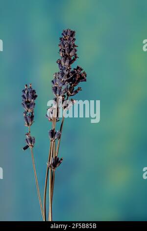 Gros plan très détaillé de quelques fleurs de lavande contre un superbe fond turquoise Banque D'Images