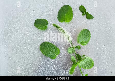 Branches de menthe en fleurs dans des gouttes sur un fond gris en métal, vue du dessus et espace de copie. Banque D'Images