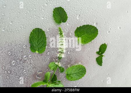 Branches de menthe en fleurs dans des gouttes sur un fond gris en métal, vue du dessus et espace de copie. Banque D'Images