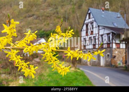 Forsythia fleurs devant avec herbe verte et route anh maison derrière. Golden Bell, Border Forsythia fleurit dans la brousse du jardin du printemps. Banque D'Images