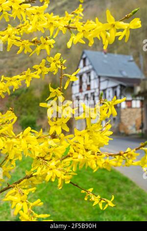 Forsythia fleurs devant avec herbe verte et route anh maison derrière. Golden Bell, Border Forsythia fleurit dans la brousse du jardin du printemps. Banque D'Images