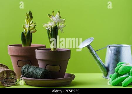 Spring concept, jacinthe en pot outils de jardinage pour, gants en caoutchouc, corde, arrosoir sur vert Banque D'Images