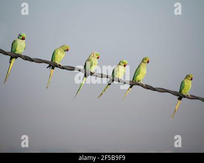 Parakeet à anneaux roses - sur la ligne électrique Psittacula krameri Rajasthan, Inde BI032143 Banque D'Images