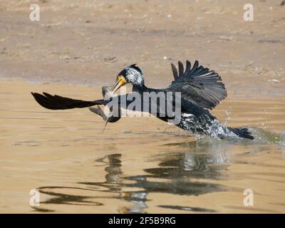 Grand Cormorant - en vol avec le poisson Phalacrocorax carbo Rajasthan, Inde BI032187 Banque D'Images