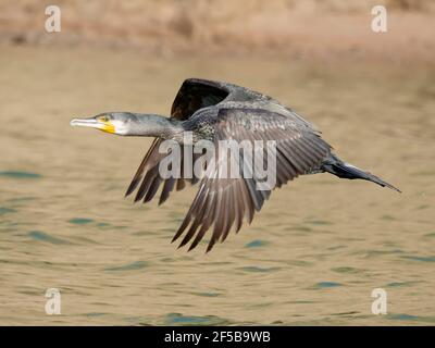 Grand Cormorant - en vol Phalacrocorax carbo Rajasthan, Inde BI032193 Banque D'Images