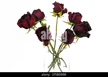 Séchez les roses dans un vase en verre sur fond blanc. Fleurs séchées dans un verre. Herbarium, un bouquet de roses rouges séchées. Banque D'Images