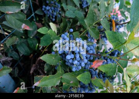 Mahonia est un arbuste à feuilles persistantes. Fruits Mahonia, baies bleues sur un arbuste ornemental dans le jardin. Banque D'Images