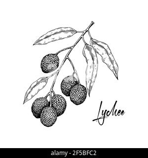 Branche de lychee dessinée à la main isolée sur fond blanc. Illustration vectorielle dans un style d'esquisse détaillé Illustration de Vecteur