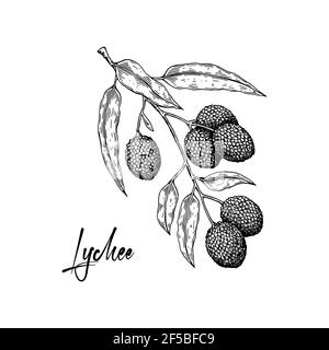 Branche de lychee dessinée à la main isolée sur fond blanc. Illustration vectorielle dans un style d'esquisse détaillé Illustration de Vecteur