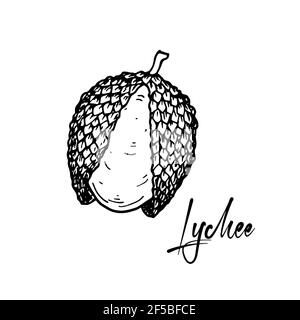 Lychee tiré à la main isolé sur fond blanc. Illustration vectorielle dans un style d'esquisse détaillé Illustration de Vecteur