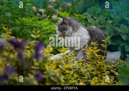 Un joli chaton léche les pattes après le repas un jour ensoleillé d'été. Chat lécher sa patte et laver son corps avec la langue. Paw de repos et de détente pour animaux sur fond de roun Banque D'Images