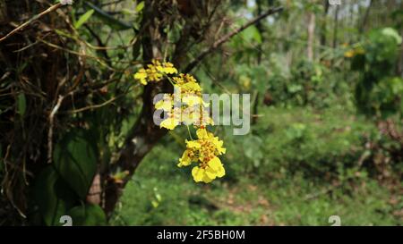 Magnifique vue sur un bouquet de fleurs d'orchidées danseuses jaunes de kandyan dans le jardin de la maison Banque D'Images