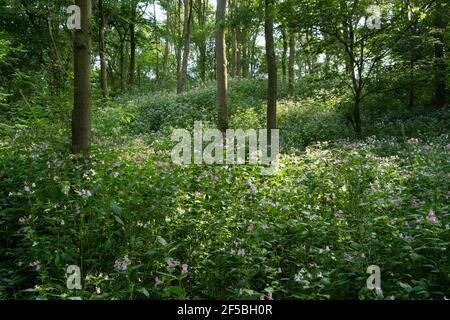 Himalayan Balsam (Impatiens glandulifera) dans les bois, Nr Queensferry, Écosse, Royaume-Uni Banque D'Images