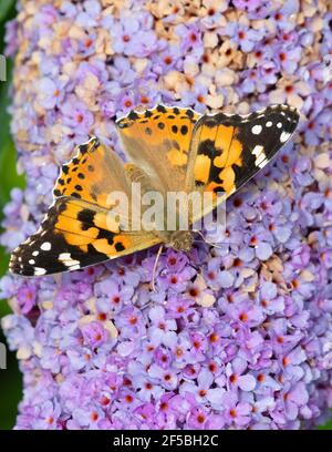 Papillon lady peint - Vanessa cardui - sur Buddleia - ROYAUME-UNI Banque D'Images