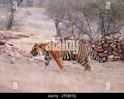 Tigre du Bengale - mâle T58 Panthera tigris tigris Ranthambore National Park Rajastan, Inde MA003647 Banque D'Images