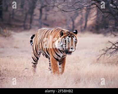 Tigre du Bengale - mâle T58 Panthera tigris tigris Ranthambore National Park Rajastan, Inde MA003649 Banque D'Images