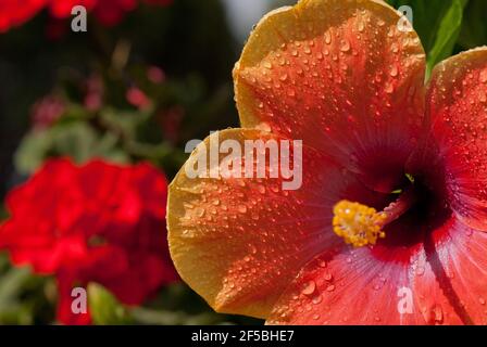 Photo macro de fleur rouge colorée Banque D'Images