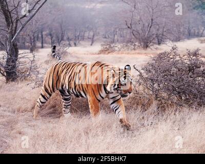 Tigre du Bengale - mâle T58 Panthera tigris tigris Ranthambore National Park Rajastan, Inde MA003652 Banque D'Images