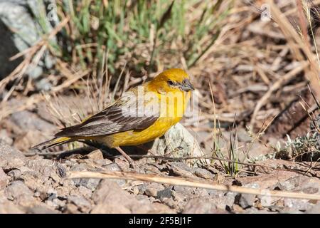 Grand finch-jaune, Sicalis auriventris, adulte unique se nourrissant de graines, Portillo, Chili Banque D'Images