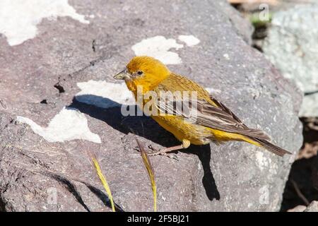 Grand finch-jaune, Sicalis auriventris, adulte unique se nourrissant de graines, Portillo, Chili Banque D'Images