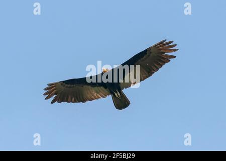 Grande vautour à tête jaune, Cathartes melambrotus, adulte en vol au-dessus de la forêt tropicale, Tambopata, Pérou Banque D'Images