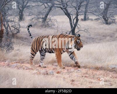 Tigre du Bengale - mâle T58 Panthera tigris tigris Ranthambore National Park Rajastan, Inde MA003665 Banque D'Images