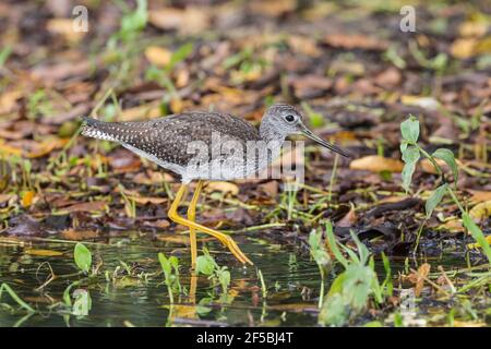 Les plus grands jaunâtres, Tringa melanoleuca, oiseau unique debout dans les eaux peu profondes, Everglades, Floride, États-Unis Banque D'Images