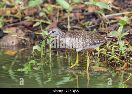 Les plus grands jaunâtres, Tringa melanoleuca, oiseau unique debout dans les eaux peu profondes, Everglades, Floride, États-Unis Banque D'Images