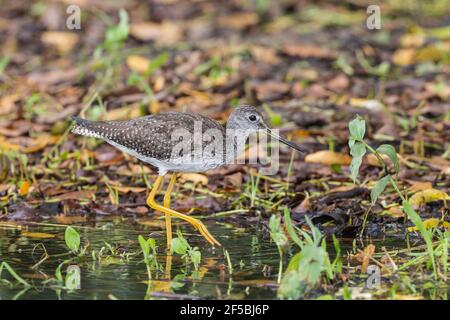 Les plus grands jaunâtres, Tringa melanoleuca, oiseau unique debout dans les eaux peu profondes, Everglades, Floride, États-Unis Banque D'Images