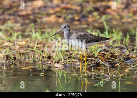 Les plus grands jaunâtres, Tringa melanoleuca, oiseau unique debout dans les eaux peu profondes, Everglades, Floride, États-Unis Banque D'Images