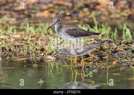 Les plus grands jaunâtres, Tringa melanoleuca, oiseau unique debout dans les eaux peu profondes, Everglades, Floride, États-Unis Banque D'Images