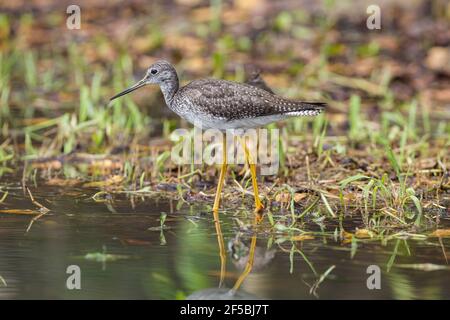 Les plus grands jaunâtres, Tringa melanoleuca, oiseau unique debout dans les eaux peu profondes, Everglades, Floride, États-Unis Banque D'Images