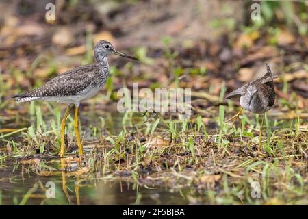 Les plus grands jaunâtres, Tringa melanoleuca, oiseau unique debout dans les eaux peu profondes, Everglades, Floride, États-Unis Banque D'Images