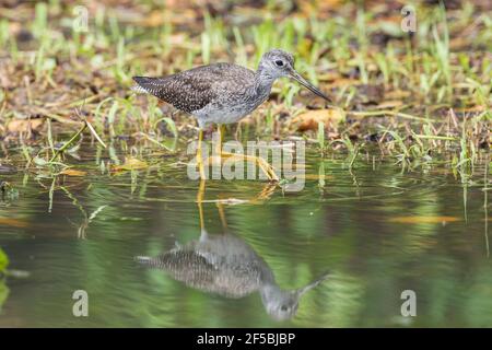 Les plus grands jaunâtres, Tringa melanoleuca, oiseau unique debout dans les eaux peu profondes, Everglades, Floride, États-Unis Banque D'Images