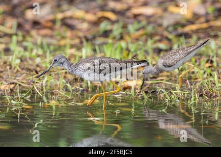 Les plus grands jaunâtres, Tringa melanoleuca, oiseau unique debout dans les eaux peu profondes, Everglades, Floride, États-Unis Banque D'Images