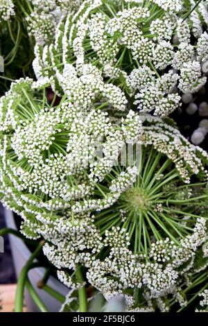 AMMI visagna «Casablanca» mauvaise herbe de Bishop - de petites fleurs blanches sur tiges disposées en spirale, mars, Angleterre, Royaume-Uni Banque D'Images