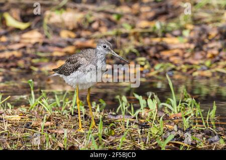 Les plus grands jaunâtres, Tringa melanoleuca, oiseau unique debout dans les eaux peu profondes, Everglades, Floride, États-Unis Banque D'Images