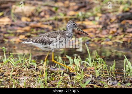 Les plus grands jaunâtres, Tringa melanoleuca, oiseau unique debout dans les eaux peu profondes, Everglades, Floride, États-Unis Banque D'Images