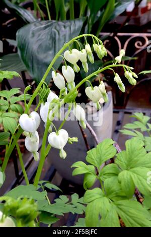 Lamprocapnos spectabilis ‘Alba’ Dicentra spectabilis Alba – fleurs blanches en forme de cœur avec feuillage ferny, mars, Angleterre, Royaume-Uni Banque D'Images