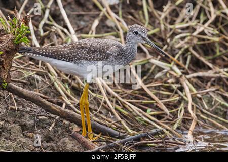 Les plus grands jaunâtres, Tringa melanoleuca, oiseau unique debout dans les eaux peu profondes, Everglades, Floride, États-Unis Banque D'Images